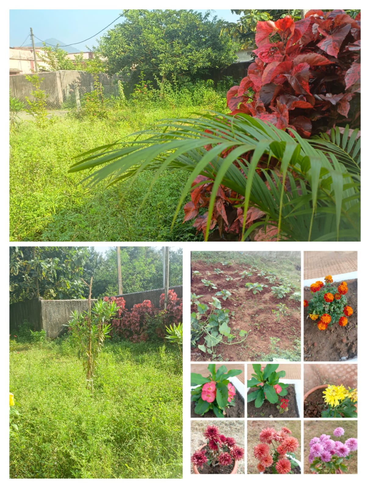 Greenery